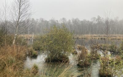 Tourbière de la Grande Pile (Saint-Germain, 70) : une archive naturelle sédimentaire exceptionnelle