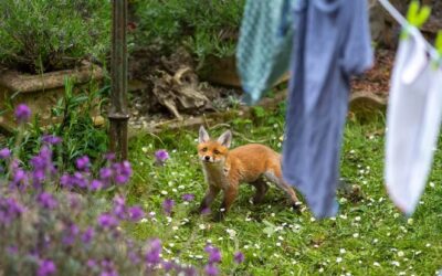 Les échinococcoses, des maladies parasitaires en expansion