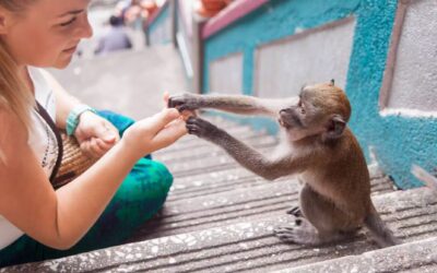 Faire du tourisme vert et nourrir les animaux : quels risques pour notre santé… et la leur ?