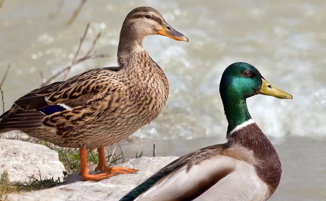 La « culture du viol » chez les canards