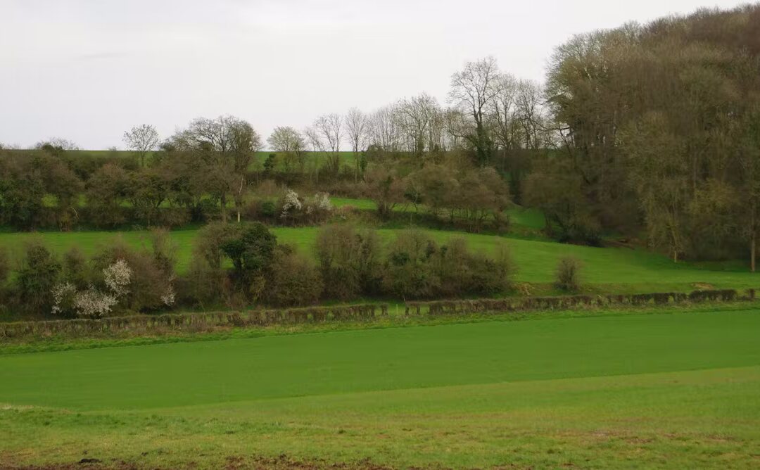 Planter une nouvelle haie ne compense pas la destruction d’une haie ancienne