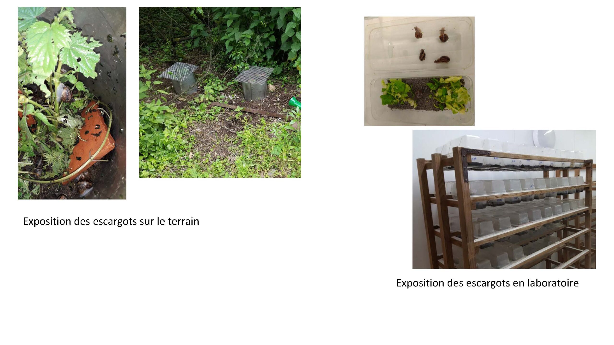 exposition des escargots