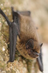 Pipistrelle commune_credit JOUVE Ludovic