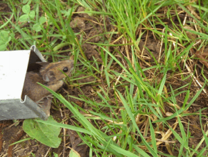 Un mulot sylvestre relaché. ©C. FRITCH